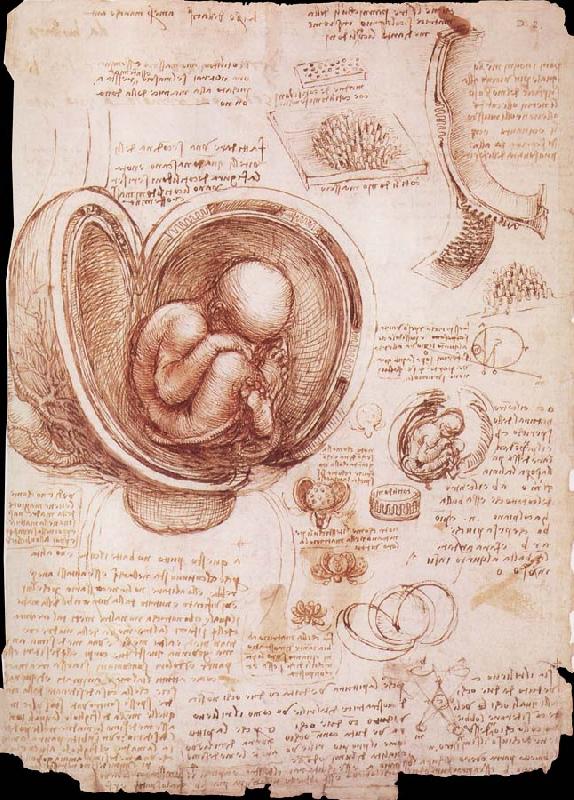 LEONARDO da Vinci The embryo in the Uterus Sweden oil painting art